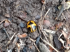 Labidomera clivicollis