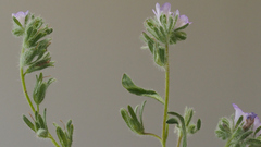 Phacelia curvipes