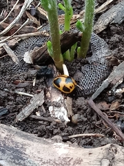 Labidomera clivicollis