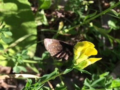 Erynnis icelus