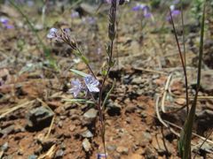 Phacelia leonis