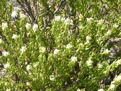 Mortonia greggii