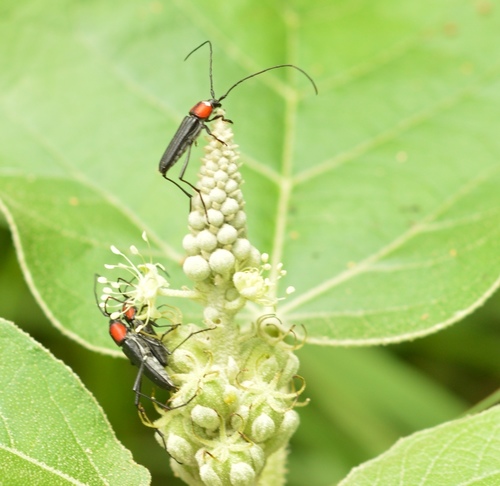 Stenobatyle miniatocollis