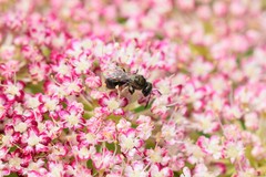 Lasioglossum imitatum
