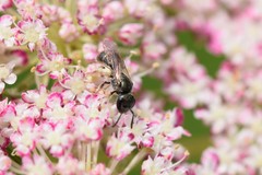 Lasioglossum imitatum