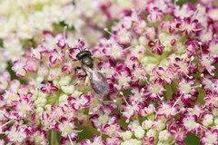 Lasioglossum imitatum