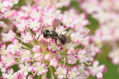 Lasioglossum imitatum