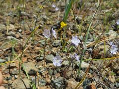 Phacelia leonis
