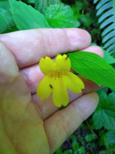 Erythranthe dentata (Erythranthe dentata)