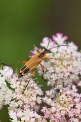 Lasioglossum imitatum