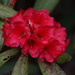 Rhododendron barbatum - Photo (c) Phuentsho, some rights reserved (CC BY-NC-SA), uploaded by Phuentsho