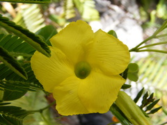 Angadenia lindeniana