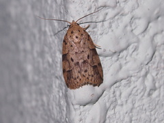 Giaura multipunctata