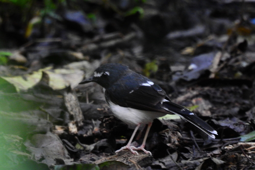 Sunda Forktail (Enicurus velatus), photo 4