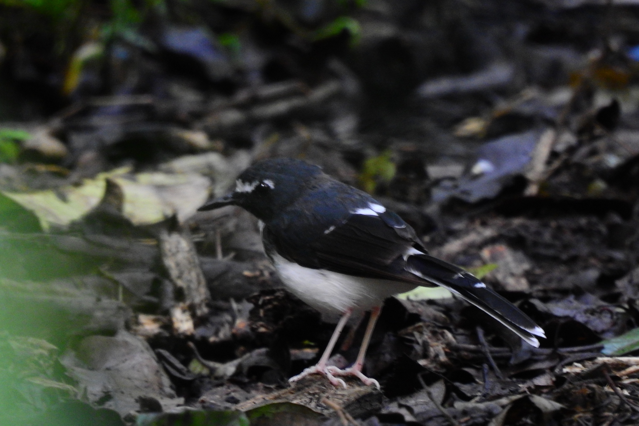 Sunda Forktail (Enicurus velatus), photo 4