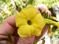 Angadenia lindeniana