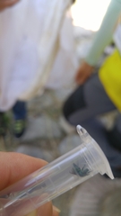 Chrysidoidea