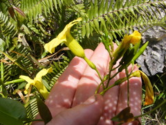 Angadenia lindeniana