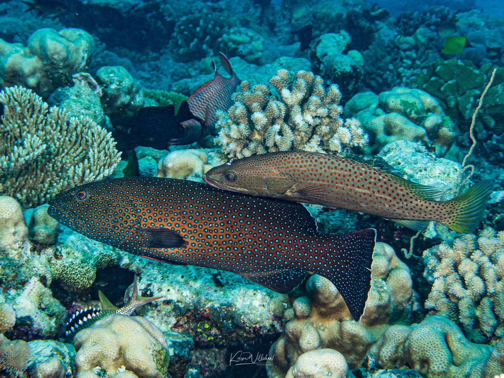 Foto de Mero con aletas amarillas (Plectropomus areolatus)