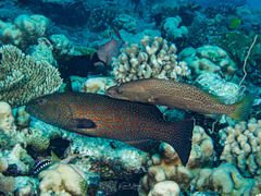 Plectropomus areolatus