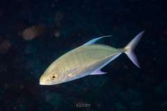 Ferdauia orthogrammus
