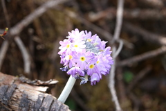 Primula denticulata