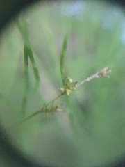 Stellulatae