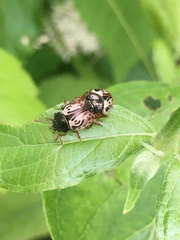 Calligrapha philadelphica