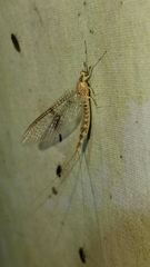 Ephemera blanda