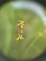 Stellulatae