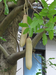 Kigelia africana africana