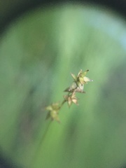 Stellulatae
