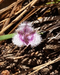 Calochortus tolmiei
