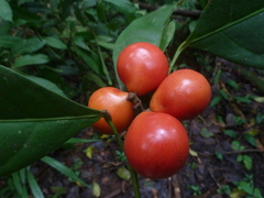 Hyperbaena leptobotryosa