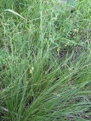 Stellulatae