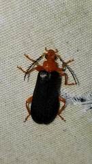 Neopyrochroa flabellata