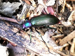 Strongylium auratum