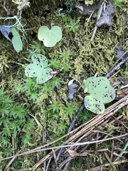 Cardamine nuttallii