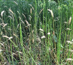 Elymus glabriflorus