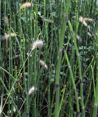 Elymus glabriflorus