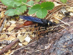 Urocerus cressoni