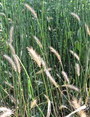 Elymus glabriflorus