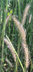 Elymus glabriflorus
