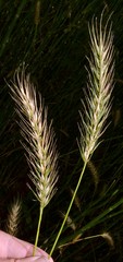 Elymus glabriflorus