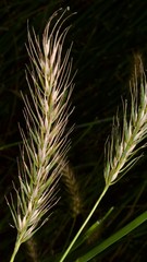 Elymus glabriflorus