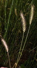 Elymus glabriflorus