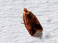 Clepsis consimilana
