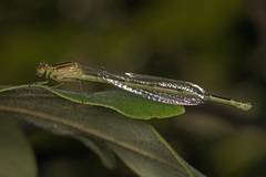 Enallagma durum