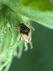 Nanophyes marmoratus