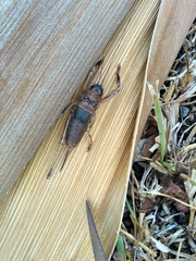 Nesoecia nigrispina